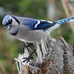 BlueJay