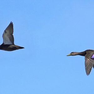 American black Duck