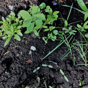 Insektenfreundliche Blühpflanzen