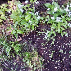 Insektenfreundliche Blühpflanzen