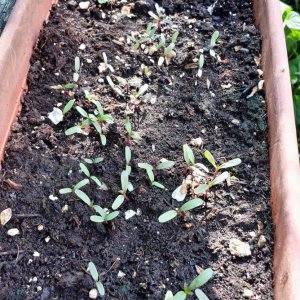 Tagetes red & Ruccola