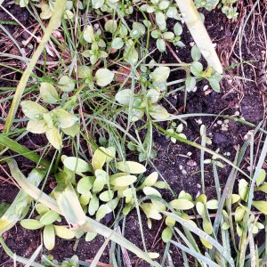 Insektenfreundliche Blühpflanzen