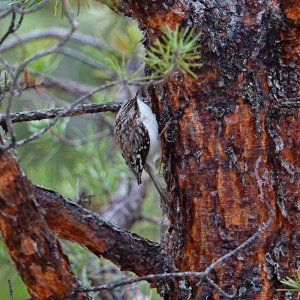 Brown Creeper