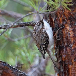 Brown Creeper