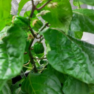 Scotch Bonnet MOA Ansatz