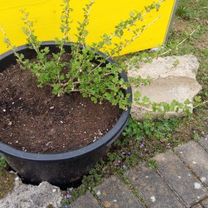 Abschied vor den Osterferien, 12.4.: Stachelbeere