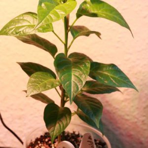 Golden Limon Habbiform