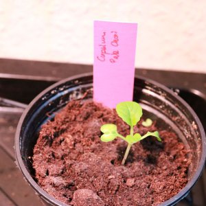 Mini Pak Choi