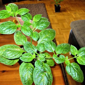 Rocoto Marlene