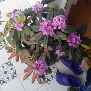 Stand 4.5.: Rhododendron