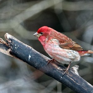 Purple Finch