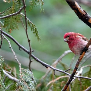 Purple Finch