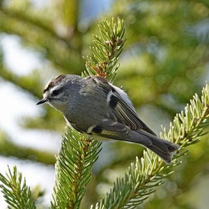 Kinglet