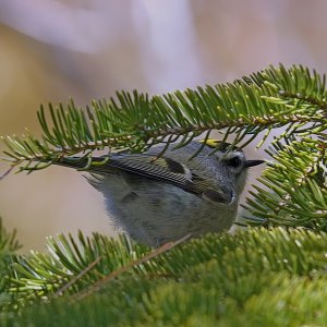 Kinglet