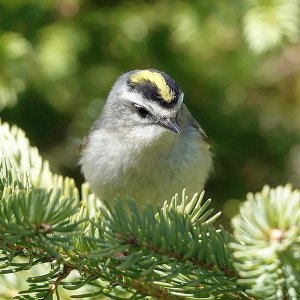 Kinglet