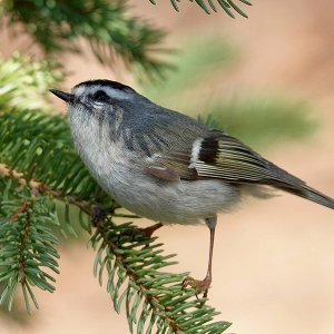 Kinglet