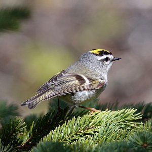 Kinglet