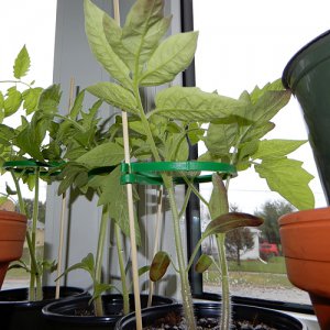 Tomaten mit Ringen