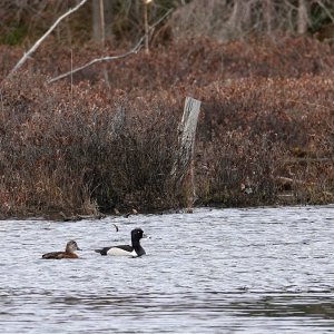 Ring-billed ducks