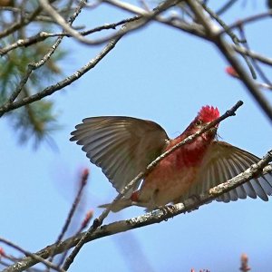 Red Crossbill