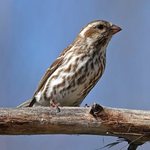 Purple Finch Female