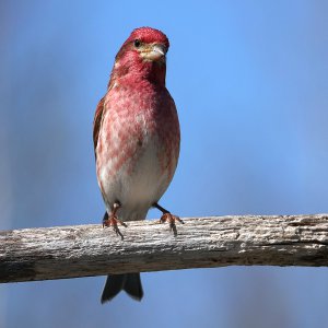 Purple Finch Male