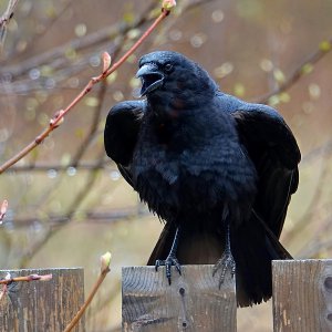 Crow