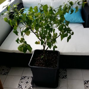 Stand 16.5.: Erste Pflanze im Endtopf - Aji Rojuco aus 2018