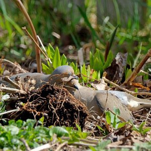 Mourning Dove