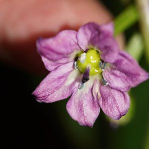 Black Scorpion Tongue