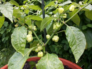 Habanero GAmbia