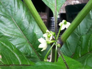 Jigsaw (Trinidad Moruga Red X ) Blüten