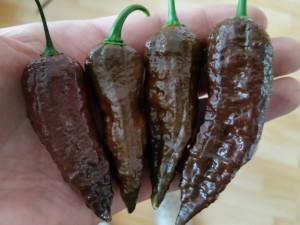 Bhut Jolokia Chocolate