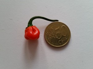 Trinidad Moruga Scorpion