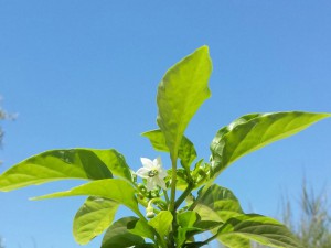 Salsa Orange Blüte