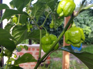 Trinidad Moruga Scorpion