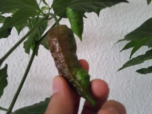 Bhut Jolokia Chocolate