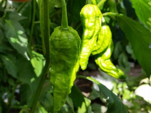 Bhut Jolokia Chocolate