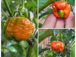 Trinidad Moruga Scorpion