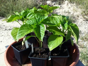 C. Annuum Jalapeño Orange