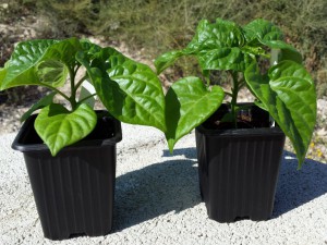 C. Chinense Habanero Chocolate