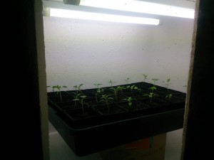 Growbox