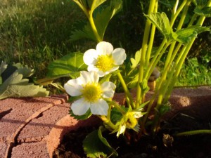 Erdbeerblüte 22.05.16