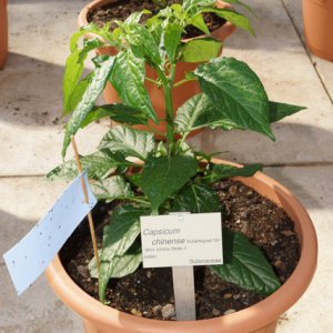 Bhut_Jolokia_Strain1.JPG