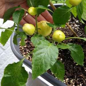 Stand 3.6.: Alma Paprika hängt voll