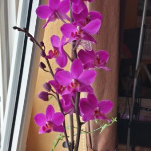 Phaleanopsis