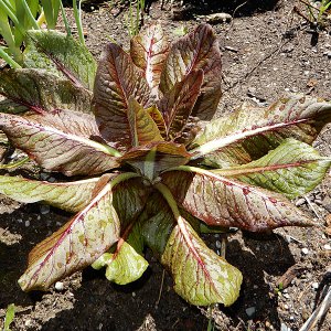 Radicchio