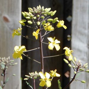 Flower Sprout