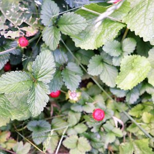 Wilderdbeeren