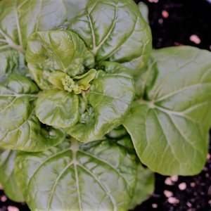 Mini Pak Choi